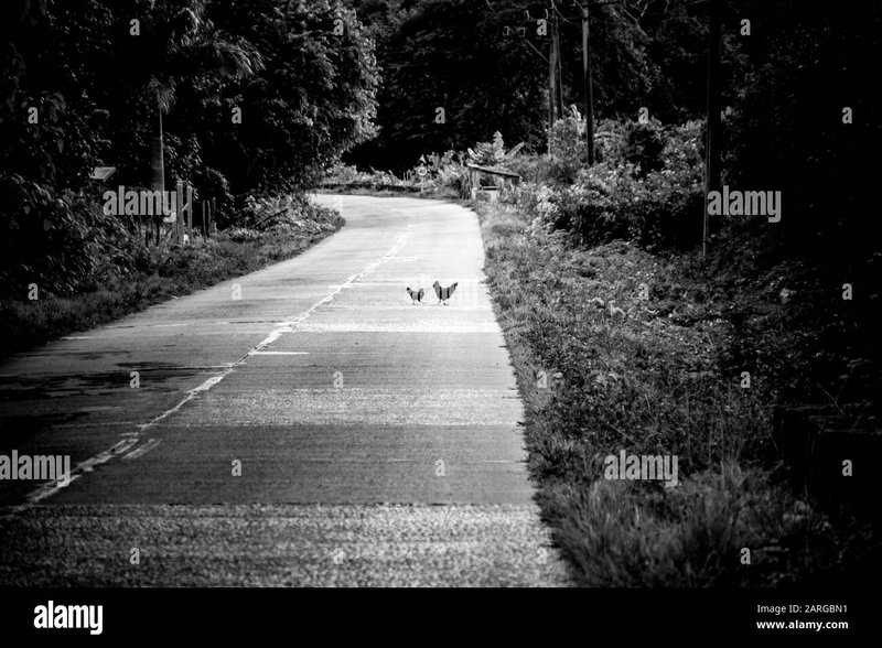Descubre El Misterio del Camino del Pollo en la Mejor Plataforma de España Descubre El Misterio del Camino del Pollo en la Mejor Plataforma de España