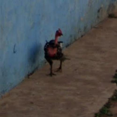 Chicken road italia, chicken road originale Chicken road italia, chicken road originale